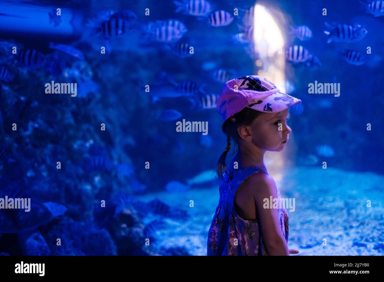 Das Kind sieht Fische im Ozeanarium an. Kleinkind Mädchen genießen Unterwasserleben in großen Aquarium in Ägypten Stockfoto