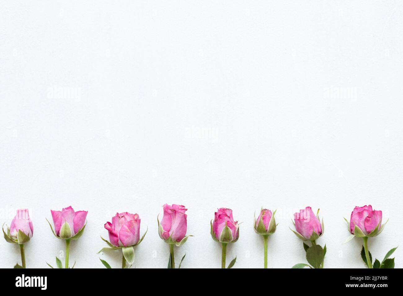 Rosa Rosen weiß Hintergrund Natur Blume Botanik Stockfoto