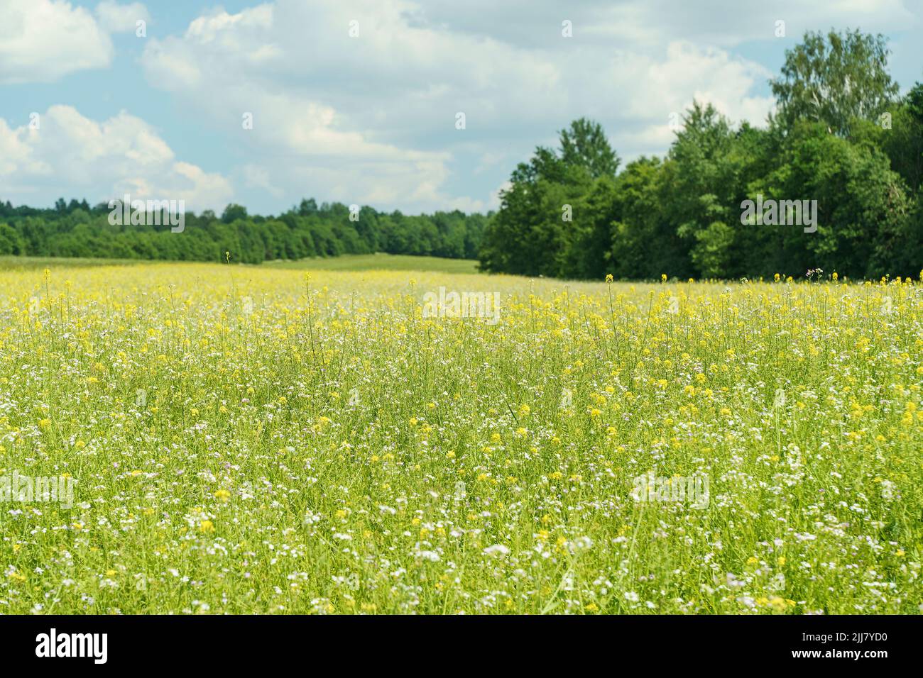 Sommer Wiese Hintergrund. Frühlingsgrün Feld mit wilden Blumen und Kräutern auf sonnigen Himmel Hintergrund. . Hochwertige Fotos Stockfoto
