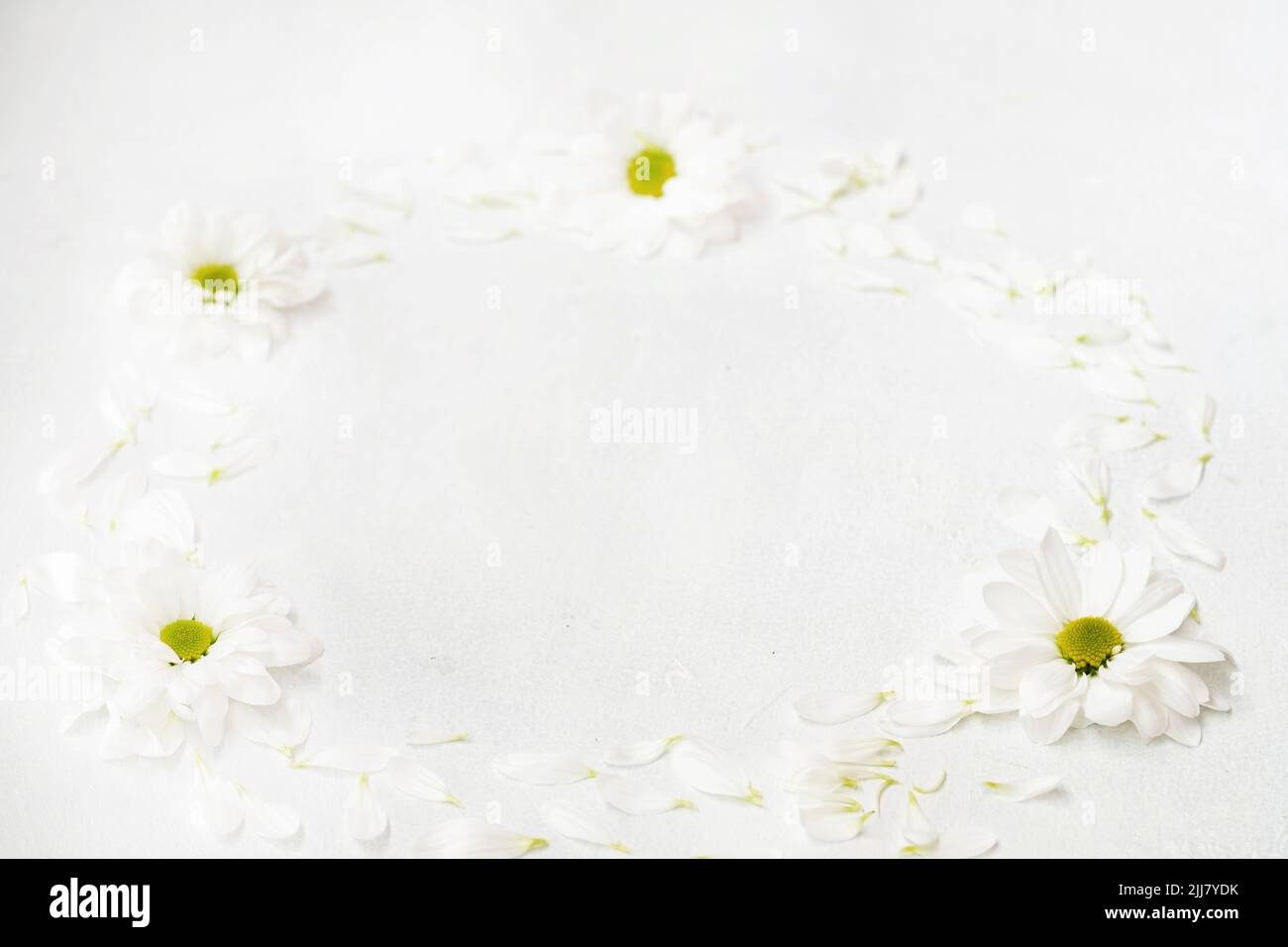 daisy-Kranz mit weißem Herbera-Kreis, minimalistisches Dekor Stockfoto