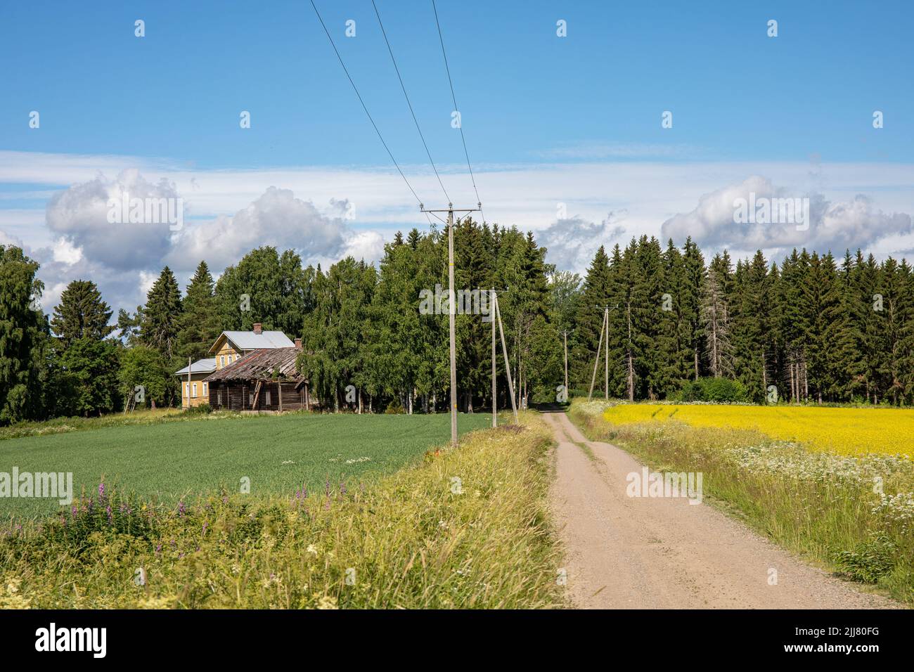 Ländliche Schotterstraße durch Hafer- und Rapsfelder in Orivesi, Finnland Stockfoto