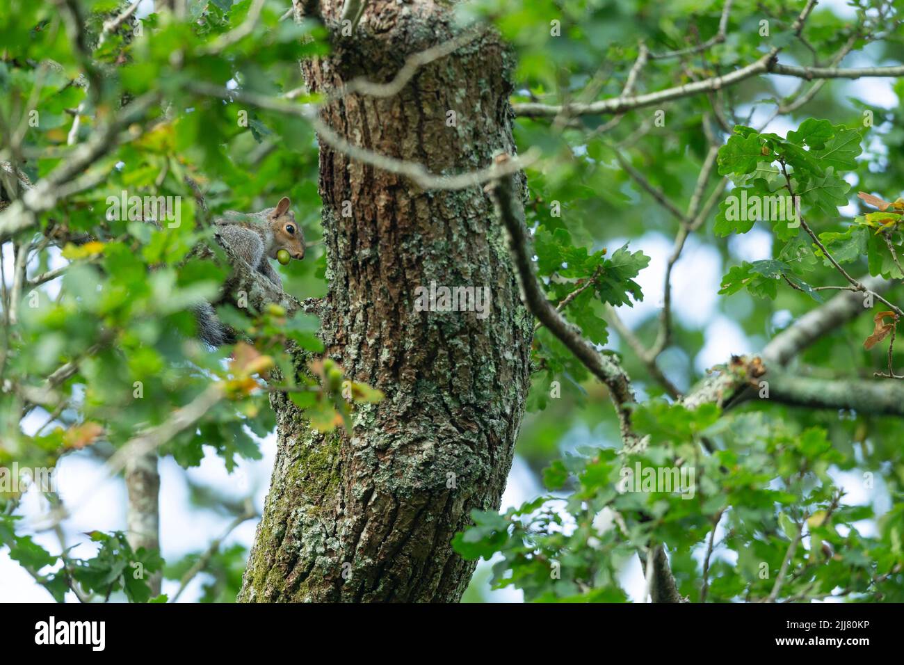 Graues Eichhörnchen Sciurus carolinensis , Nahrungssuche auf Eicheln, New Forest, Hampshire, Großbritannien, September Stockfoto