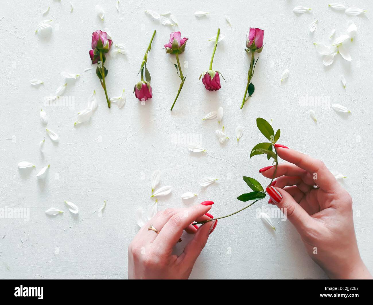 Rose Knospen Kamillenblüten Natur Zärtlichkeit Flora Stockfoto