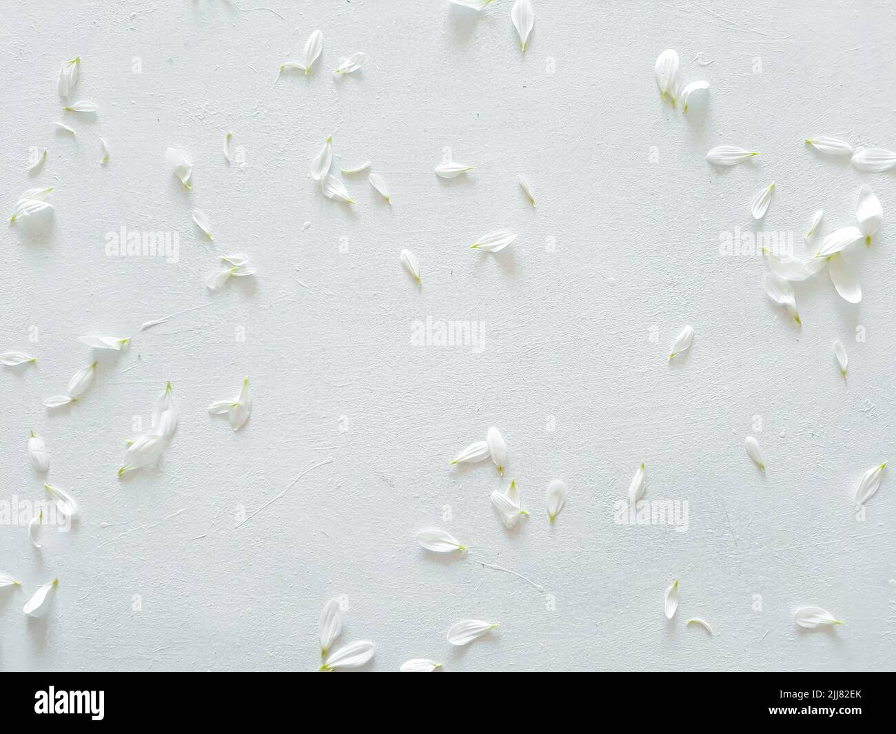 Blütenblatt Dekor Kamillenblüte weiße Flora Stockfoto