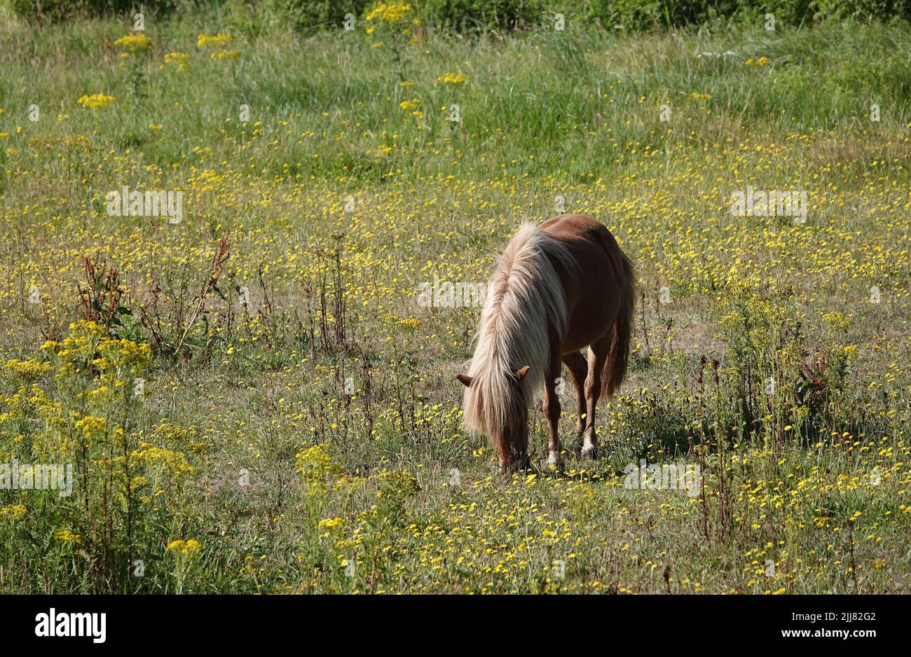 Kastanienpony mit flachsigen Mähne grasen auf einer Wiese. Die Wiese ist voller Wildblumen. Stockfoto