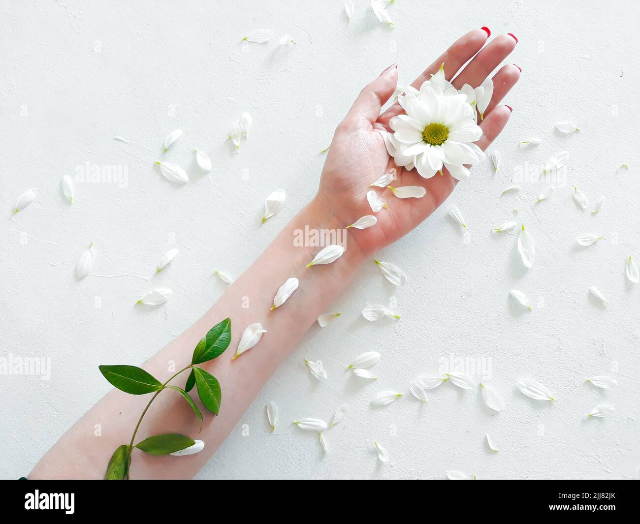 Grüne Bio-Kräuter-Kosmetik natürliche Gänseblümchen Blume Stockfoto