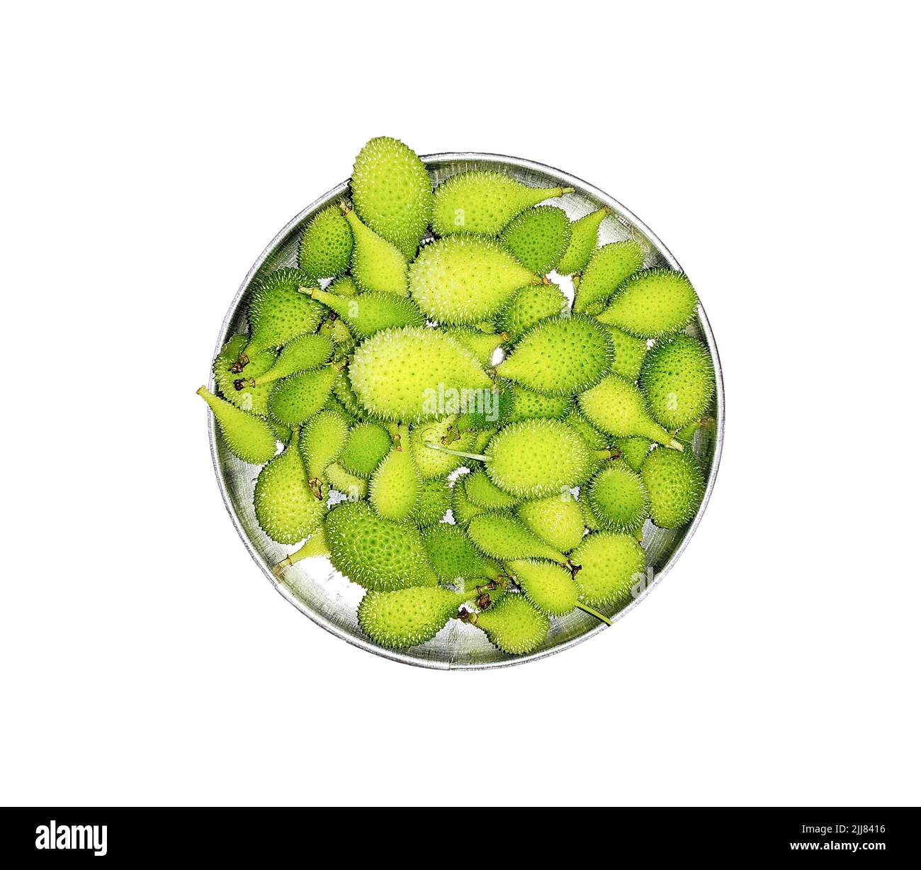 Frischer und natürlicher stacheliger Kürbis, isoliert auf weißem Hintergrund. Indisches Gemüse und Essen. Stockfoto