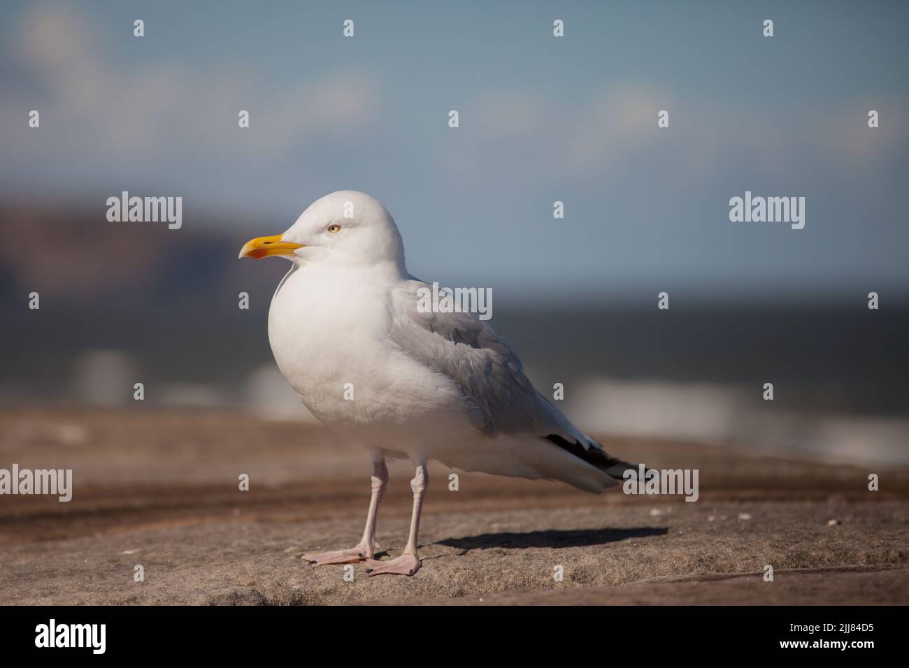 Gemeine Heringsmöwe Larus argentatus steht auf einer Wand mit einem blauen Hintergrund, selektiver Fokus Stockfoto