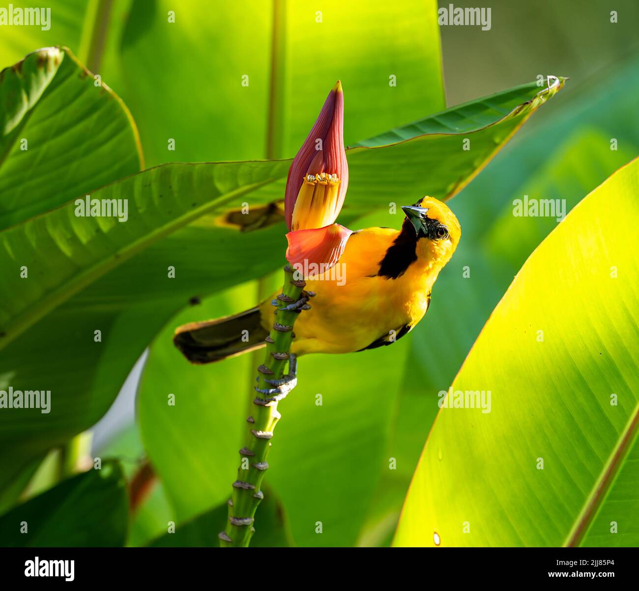 Gelbschwanziger Oriole auf Bananenblüte, Costa Rica Stockfoto