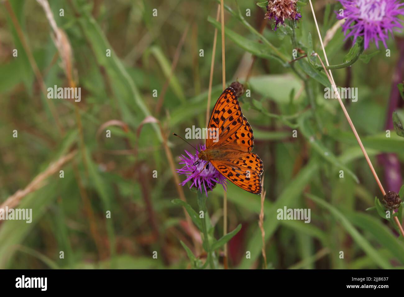 Schöne Schmetterlinge sitzen auf Blumen und trinken Nektar Stockfoto