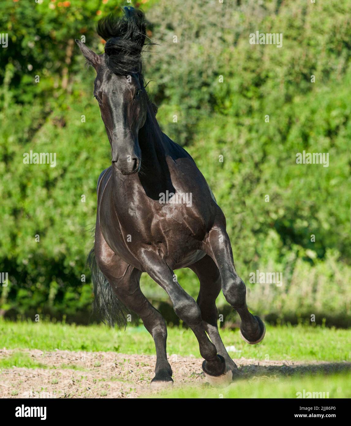 Schöner Kladruber Hengst zeigt sich Stockfoto