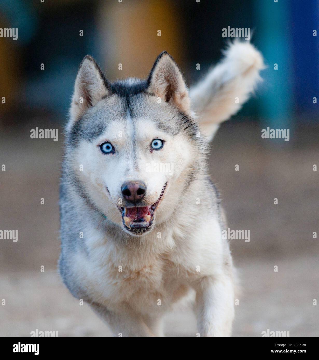 Sibirischer Husky läuft vorwärts und blickt auf die Kamera Stockfoto