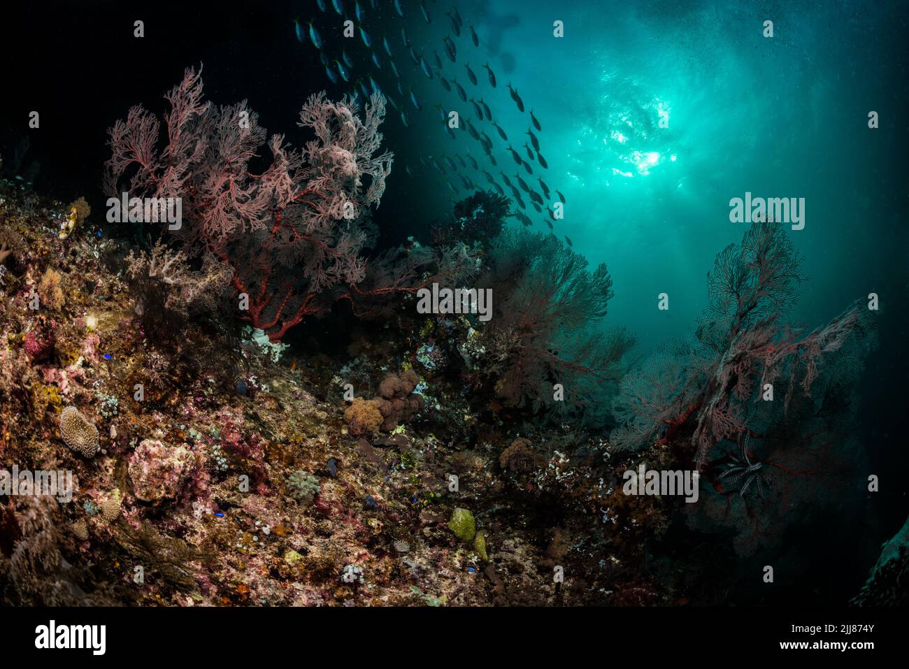 Korallenriff-Landschaft Stockfoto