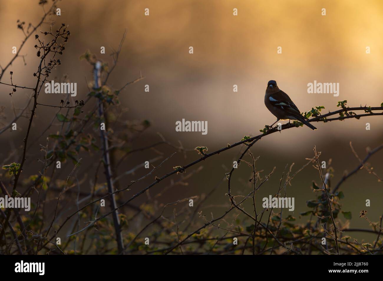 Gewöhnlicher Buchfink Fringilla coelebs, erwachsener Rüde, in Bramble Thicket sitzend, East Devon, Großbritannien, März Stockfoto