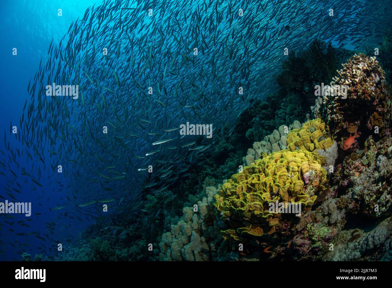 Korallenriff-Landschaft Stockfoto