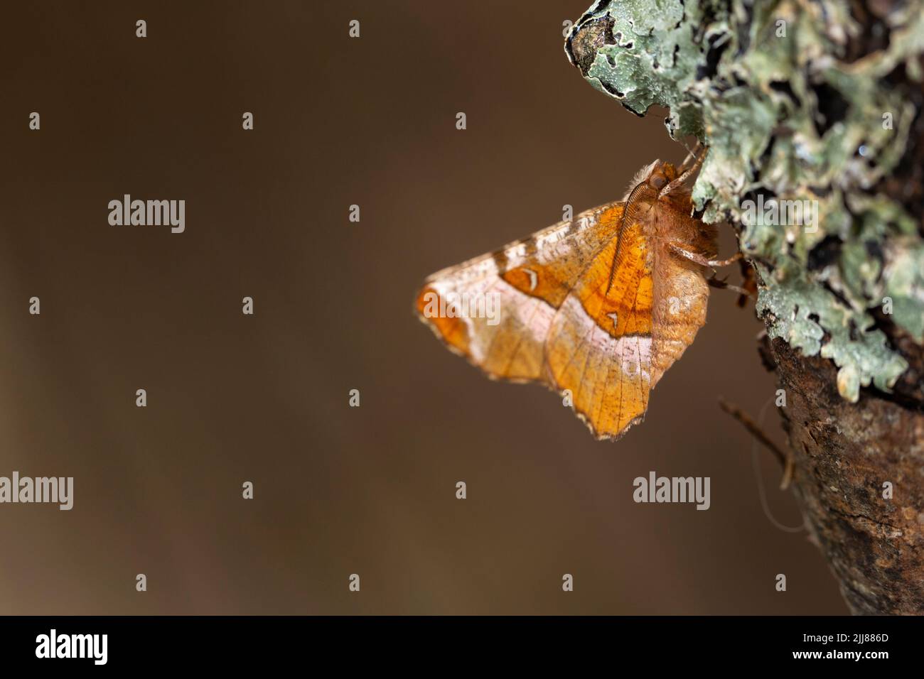 Frühdorn Selenia dentaria, Imago roosting on Flechten-covered Ast, Weston-Super-Mare, Somerset, UK, Juli Stockfoto