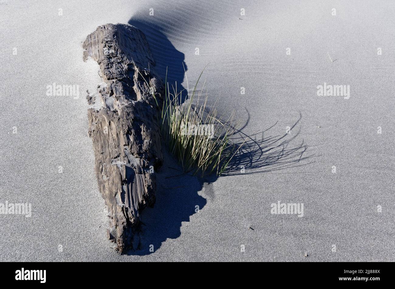 Der Stoßsack wächst entlang des verwitterten Baumstammes, der teilweise vom Wind geblasenen Sand am Strand begraben ist. Stockfoto