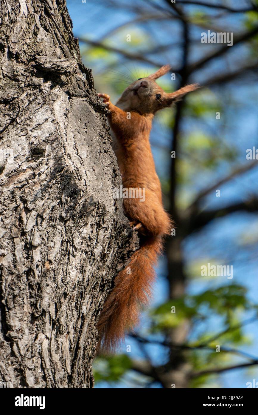 Eichhörnchen im Baum , Sciurus vulgaris, Berlin, Deutschland, Europa Stockfoto
