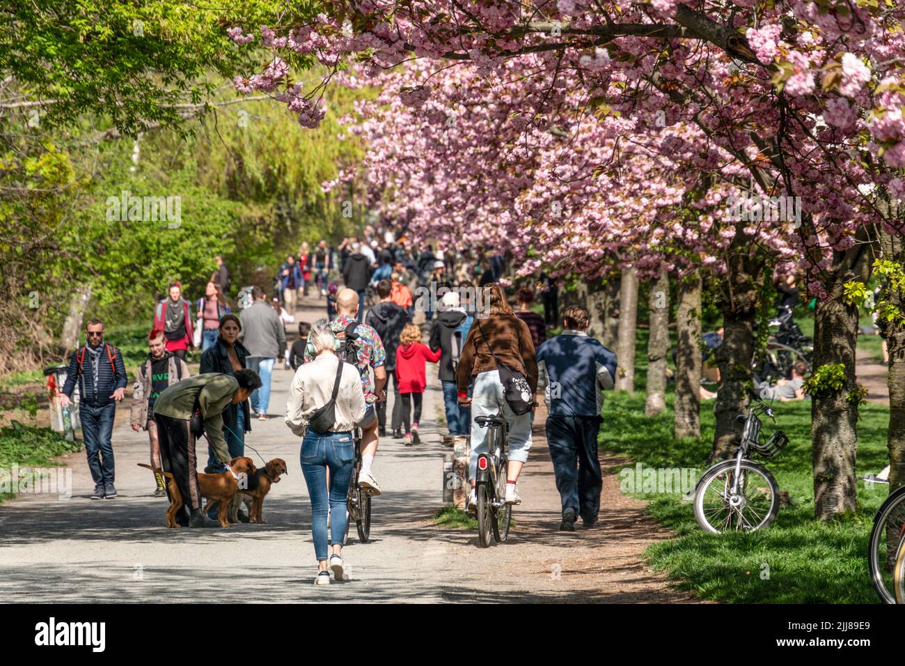 Frühling in Berlin, Japanische Kirschblüten , Sakura, vo, TV-Asahi gespendete japanische Kirschbäume in Treptow am Landwehrkanal. Stockfoto