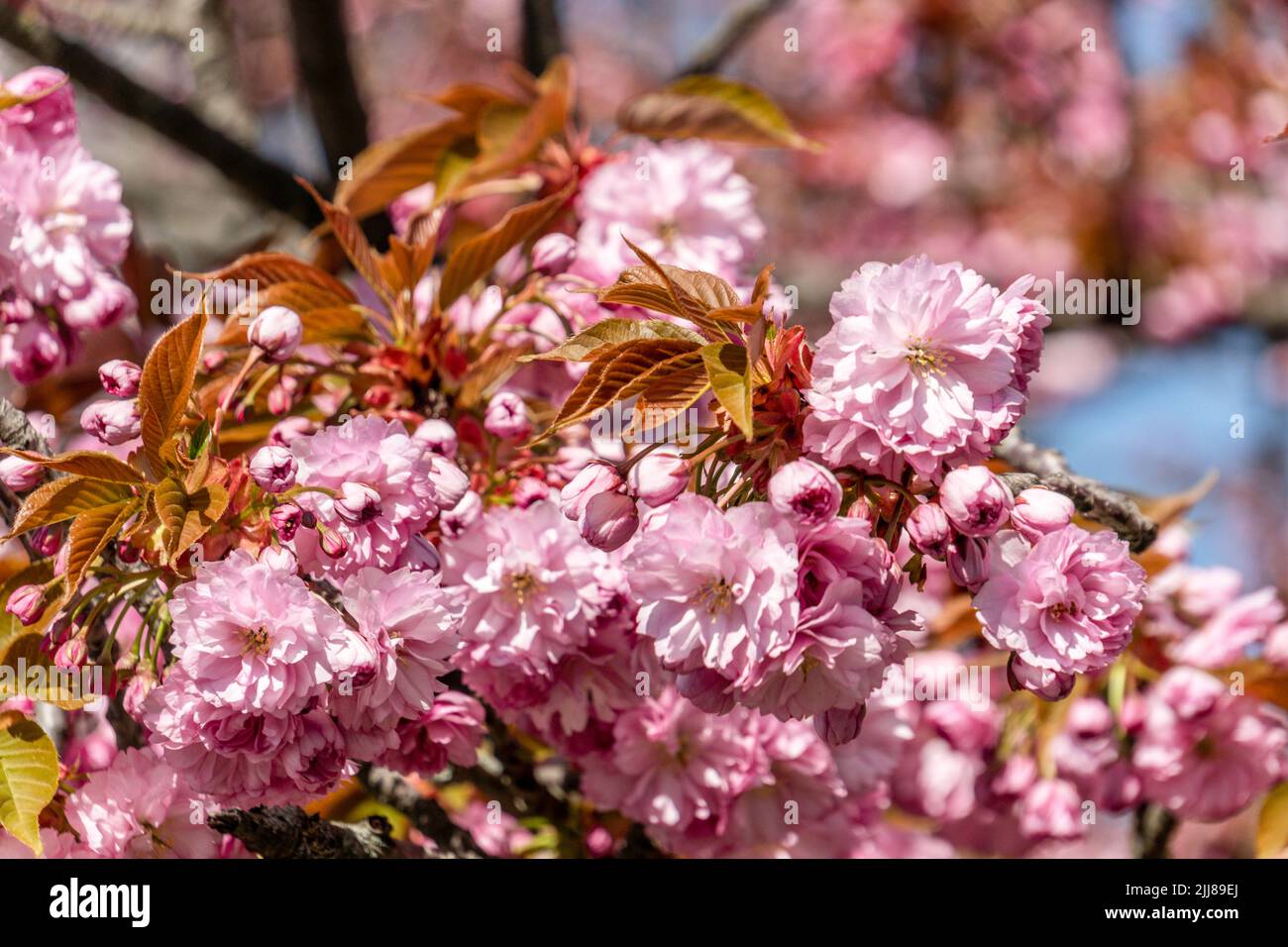 Frühling in Berlin, Japanische Kirschblüten , Stockfoto