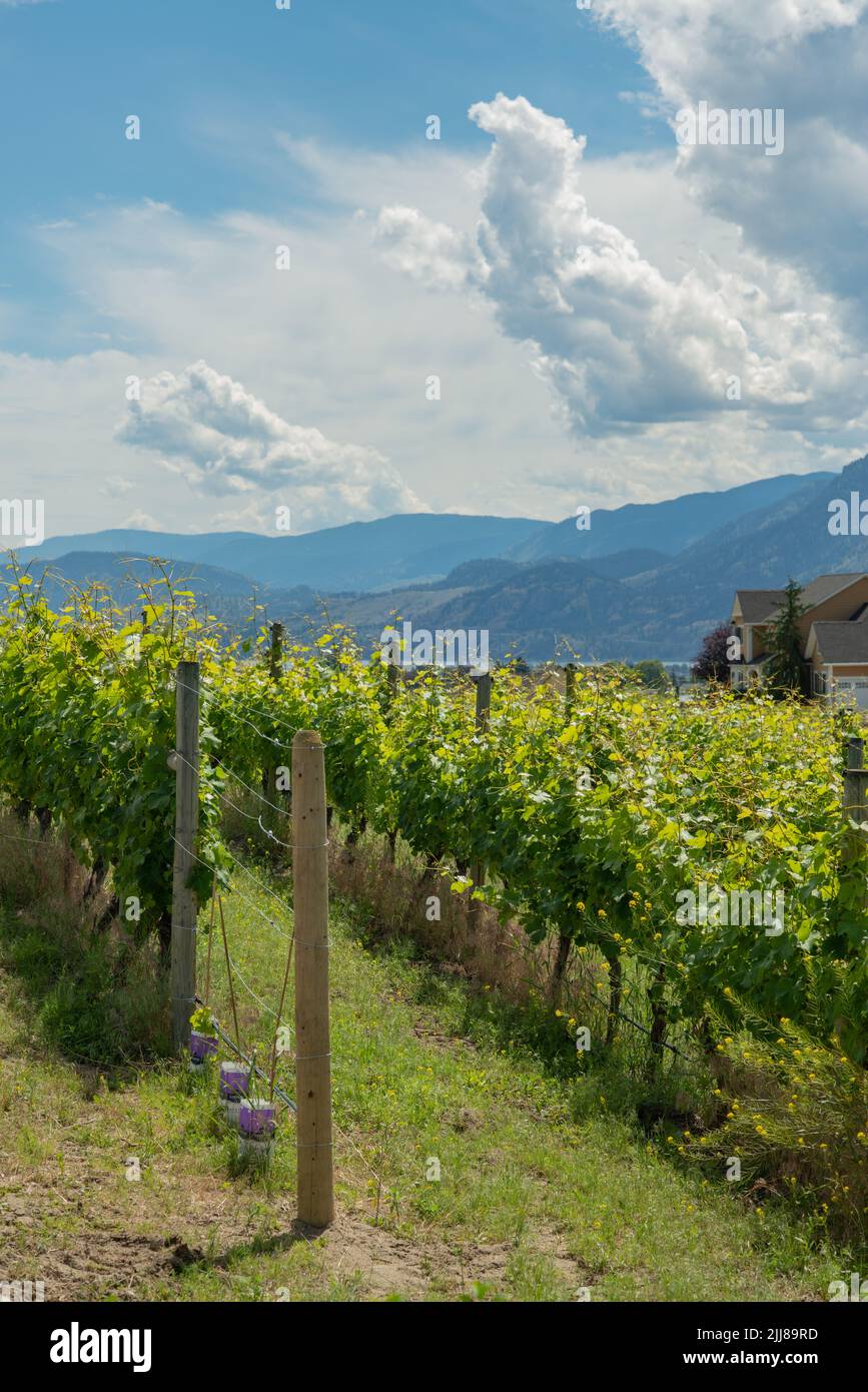 Weinreben im Okanagan Valley, British Columbia, Kanada Stockfoto