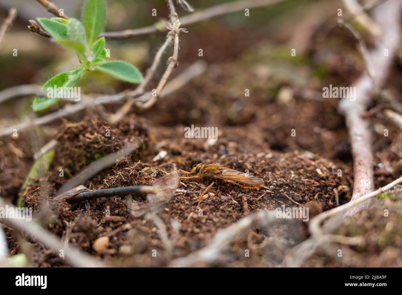 Hornet-Raubfliege Asilus crabroniformis, Erwachsene, die am Boden ruhen, Bystock Pools, Devon, Großbritannien, September Stockfoto