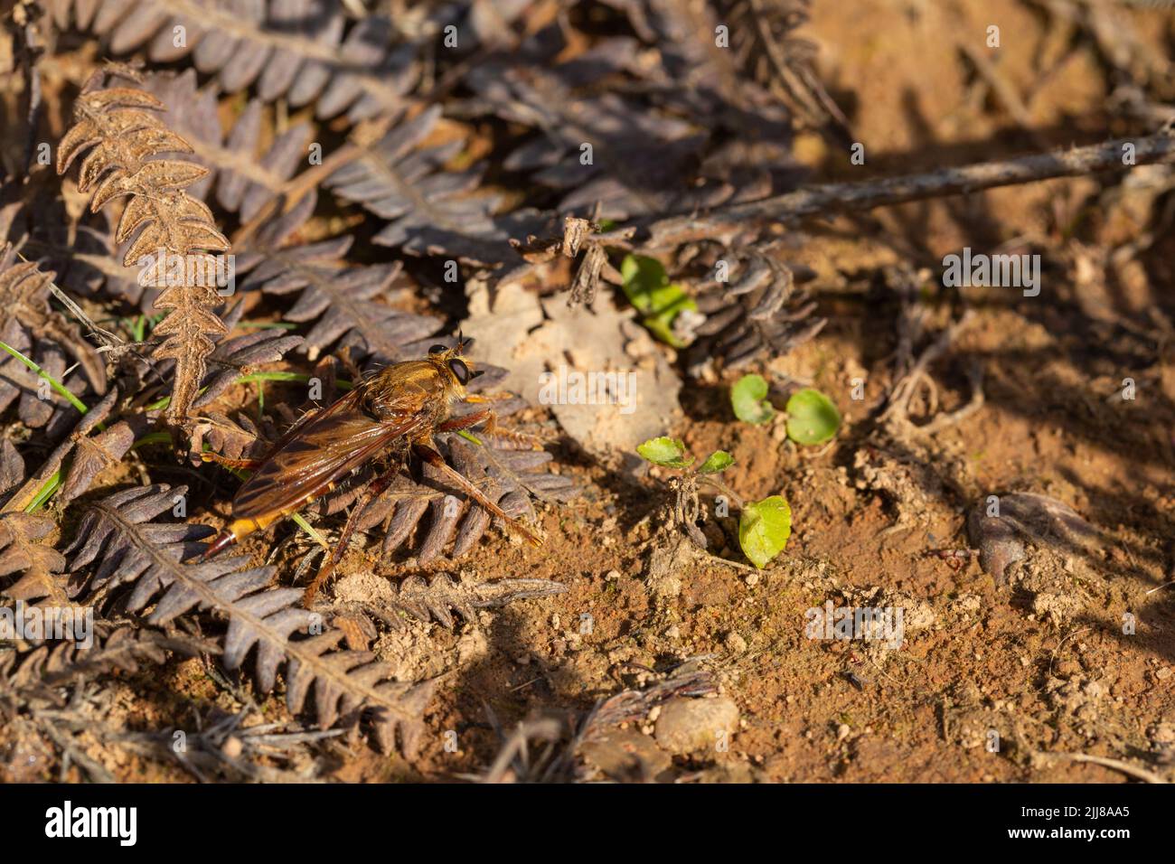 Hornet-Raubfliege Asilus crabroniformis, Erwachsener, der auf dem Boden ruht, Dalditch Plantation, Devon, Großbritannien, September Stockfoto