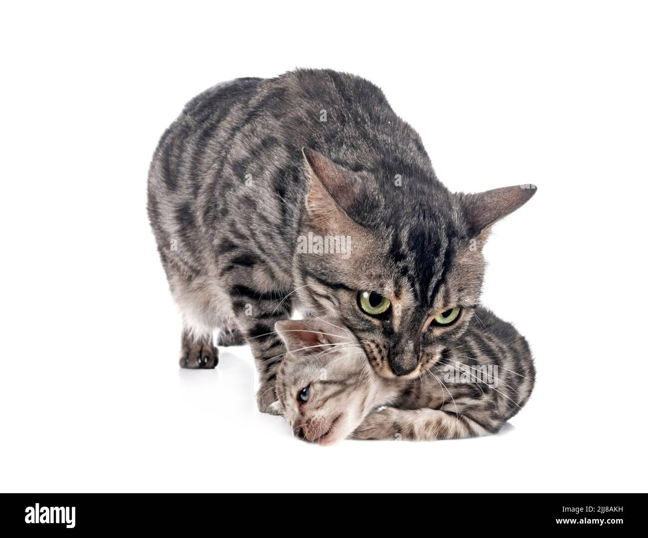 Bengal Katzen vor weißem Hintergrund Stockfoto