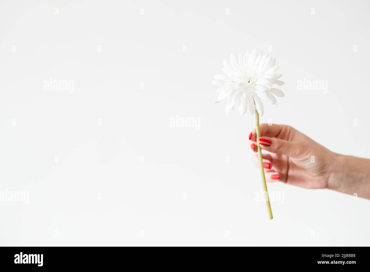 daisy Gerbera weißen Hintergrund Blume Hand halten Stockfoto