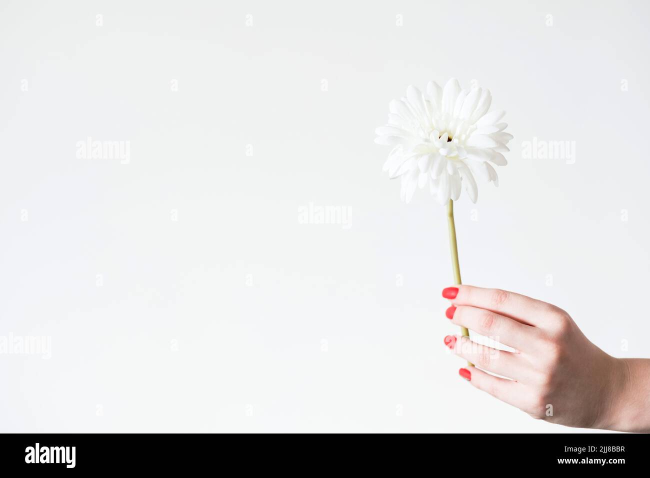 daisy Gerbera weiß Hintergrund Blume Flora Natur Stockfoto