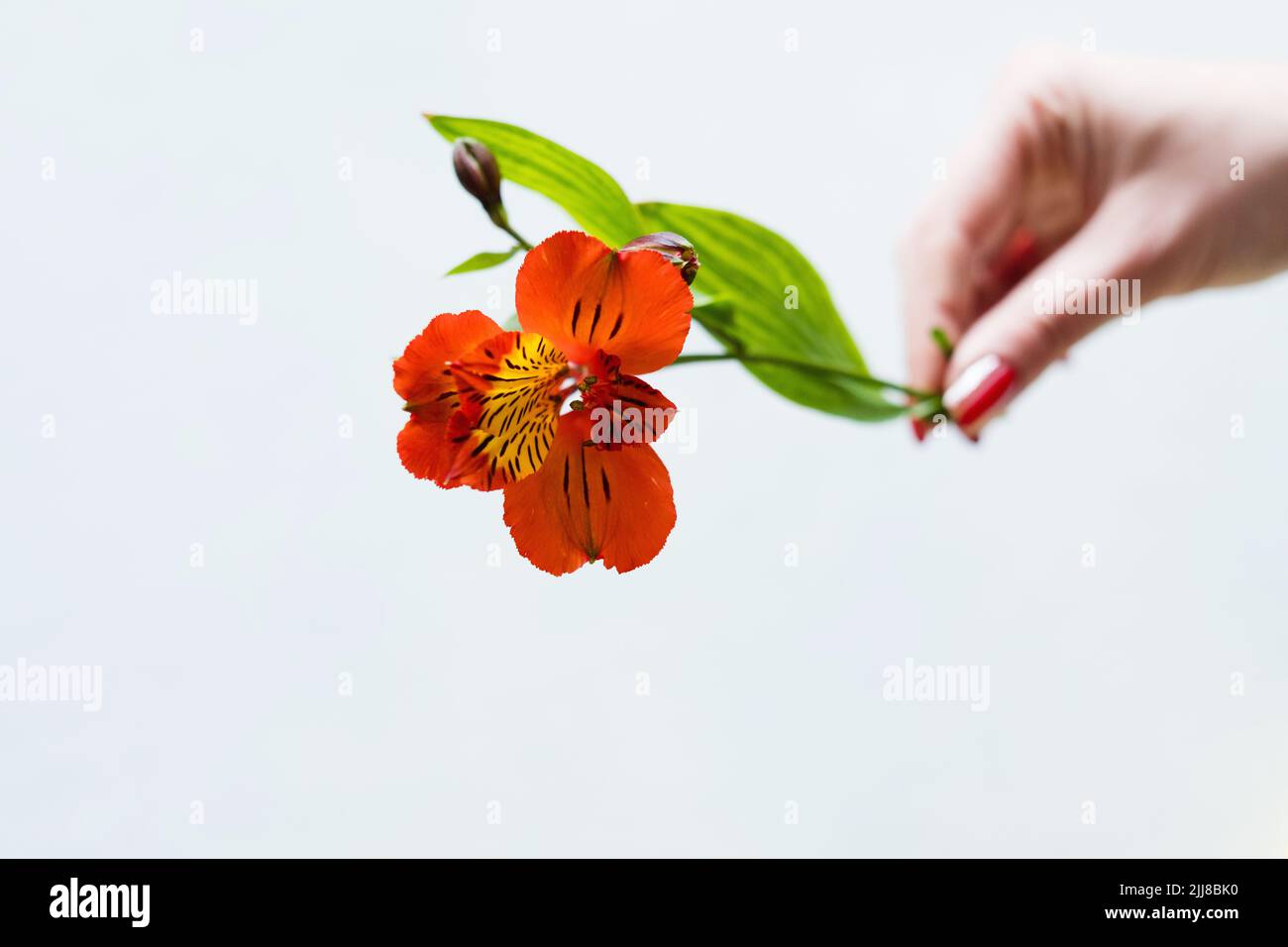 alstroemeria weißen Hintergrund Blume Hand halten Stockfoto