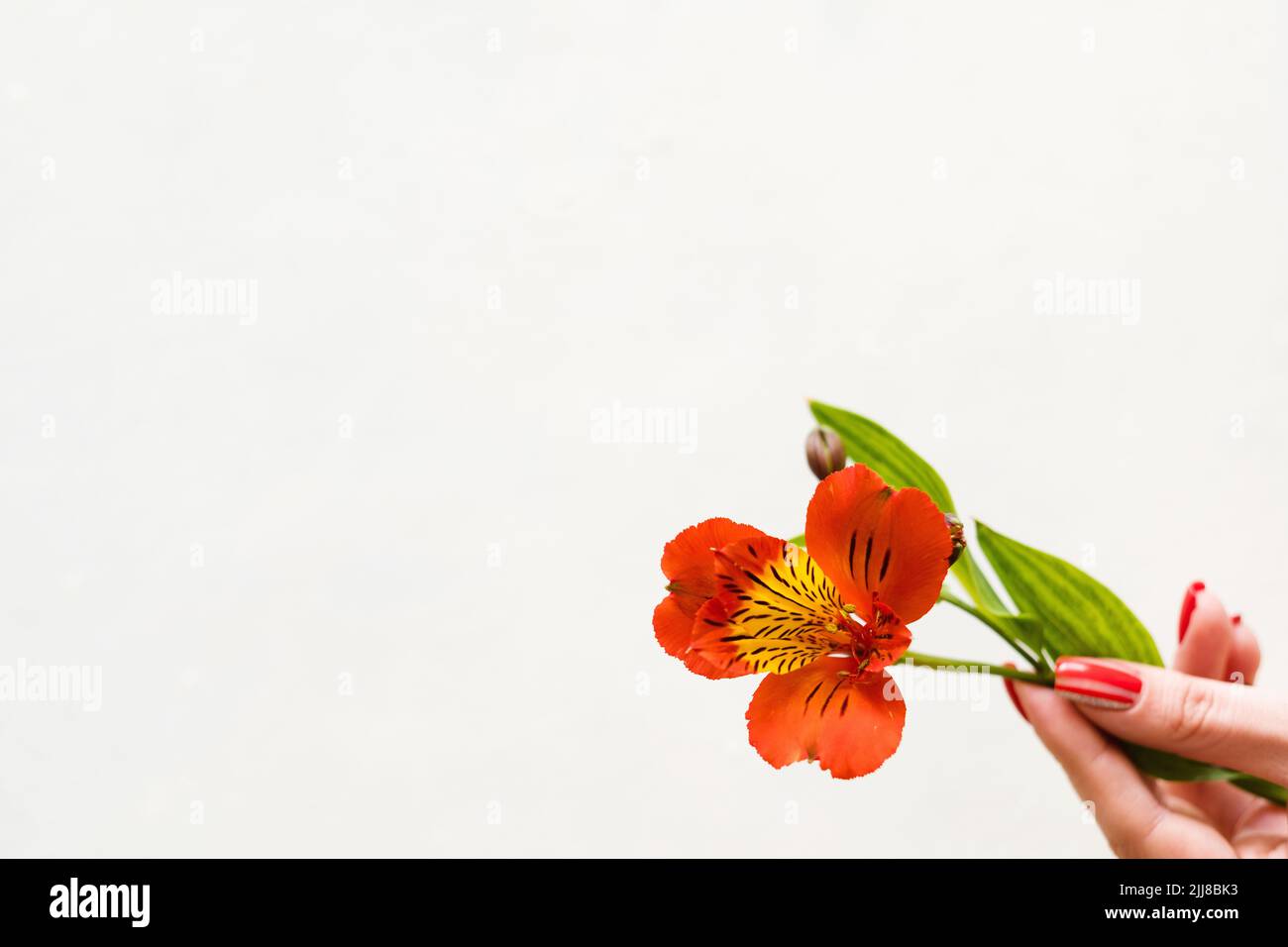 alstroemeria weißen Hintergrund Blume Hand halten Stockfoto