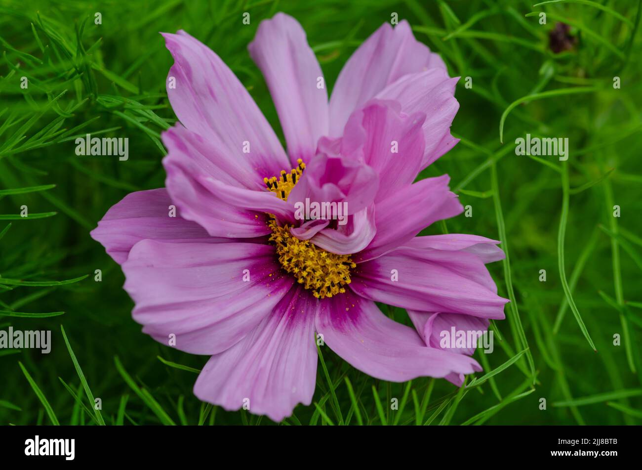 Seltene fasziierte Kosmosblüte, zwei Blüten verbunden Stockfoto