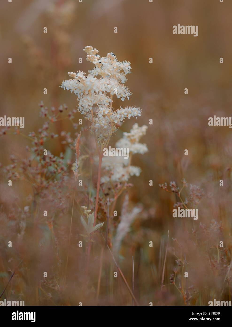 Mädesüß blüht auf einer Wiese Stockfoto