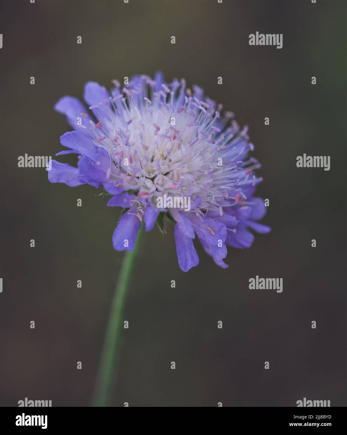 Gemeine Feldschabenblume Stockfoto