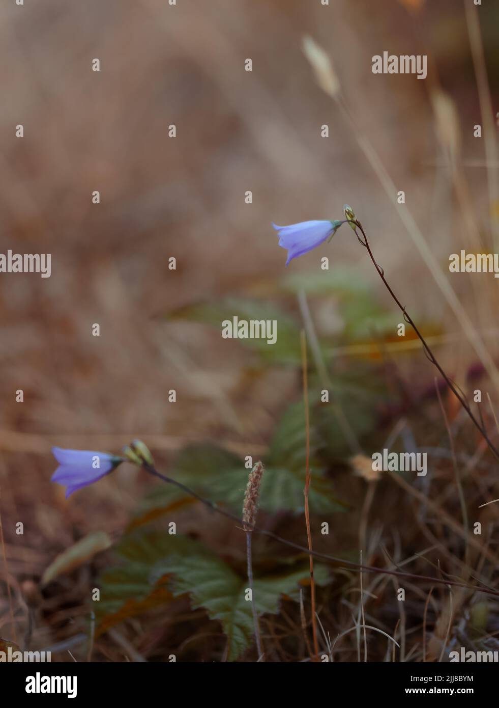 Glockenblumen Stockfoto