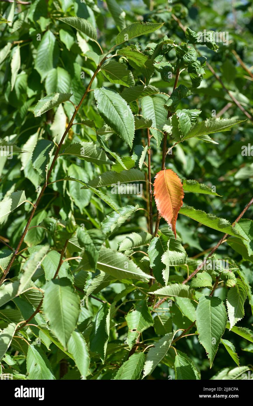 Ein einziges gelb-braunes Blatt in einem grünen Baum, das den Eindruck erweckt, das ungerade Blatt oder eines von einer Million zu sein. Stockfoto