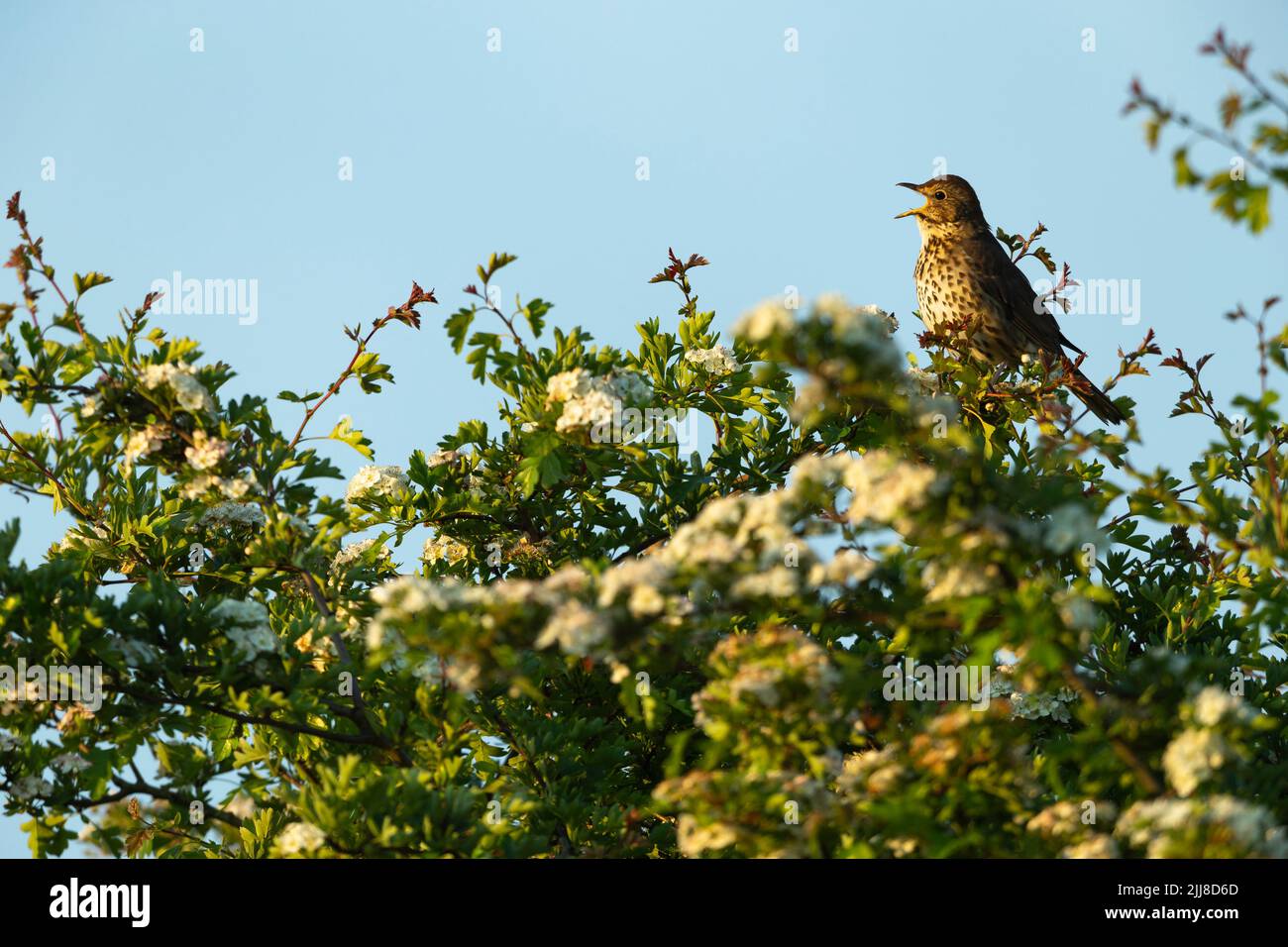 Singdrossel Turdus philomelos, erwachsen, in vollem Lied bei Sonnenaufgang, Weston-Super-Mare, Somerset, Großbritannien, Mai Stockfoto