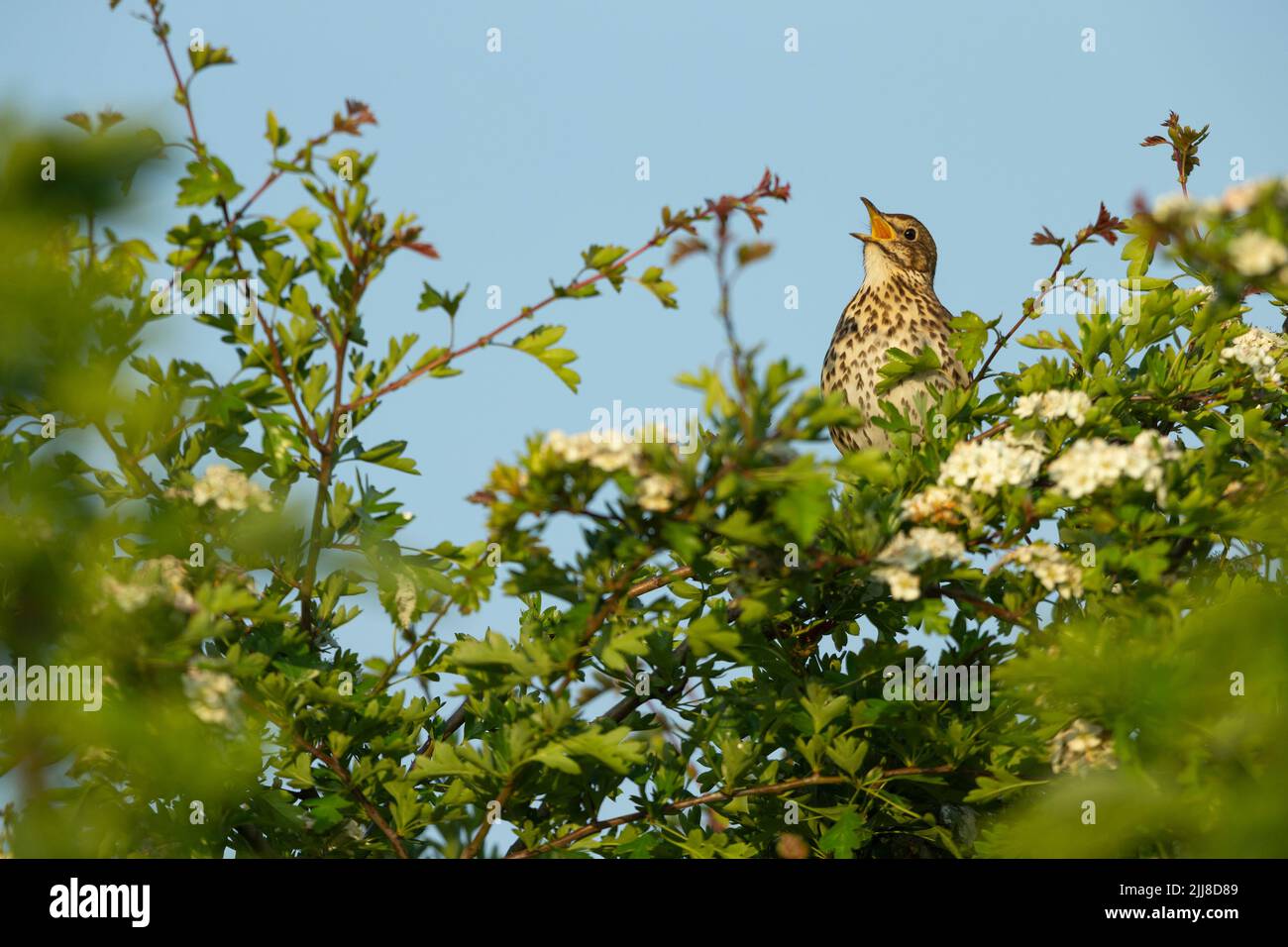 Singdrossel Turdus philomelos, erwachsen, in vollem Lied bei Sonnenaufgang, Weston-Super-Mare, Somerset, Großbritannien, Mai Stockfoto
