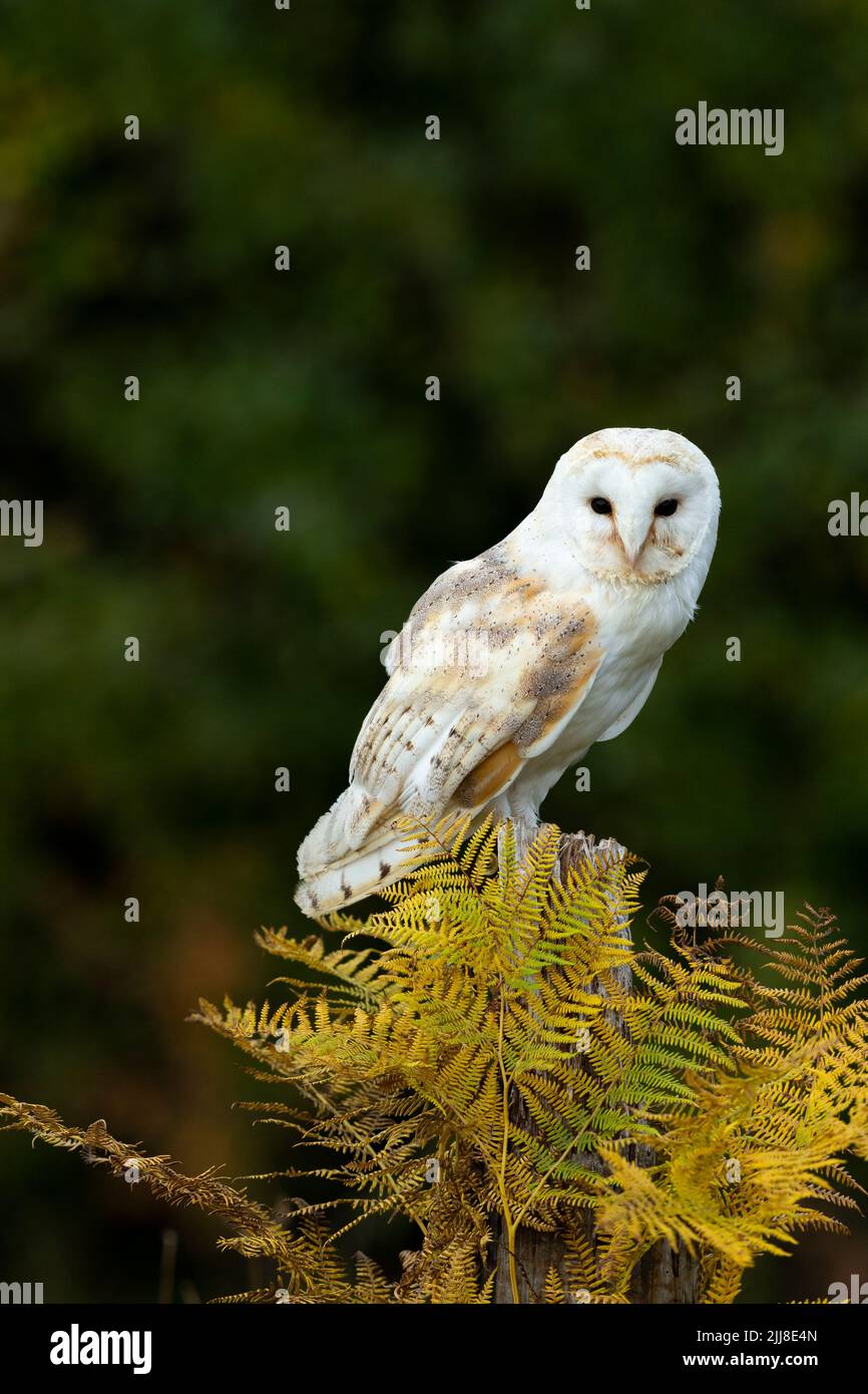 Barn OWL Tyto alba (gefangen), Erwachsener, postalisch auf dem Posten, Hawk Conservancy Trust, Hampshire, Großbritannien, November Stockfoto