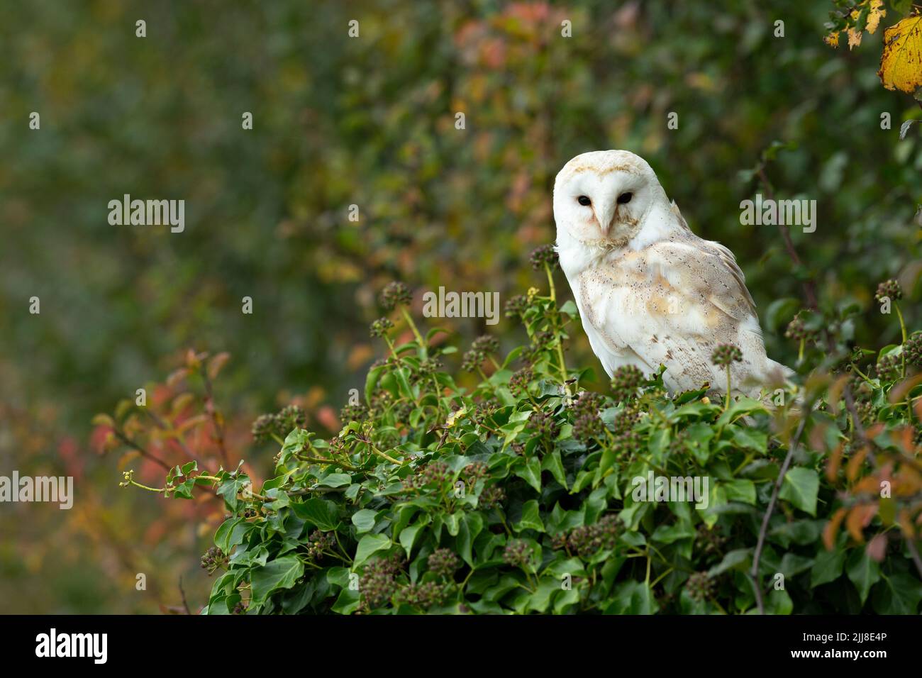 Stallkauz Tyto alba (Gefangener), Erwachsener, hochgezogener vogel, Hawk Conservancy Trust, Hampshire, Großbritannien, November Stockfoto