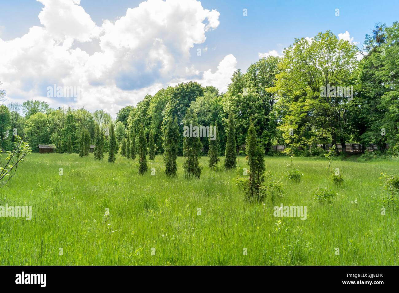Im Park wachsen in einer Reihe gepflanzte Thuja-Bäume. Grüner Park im Frühjahr Stockfoto