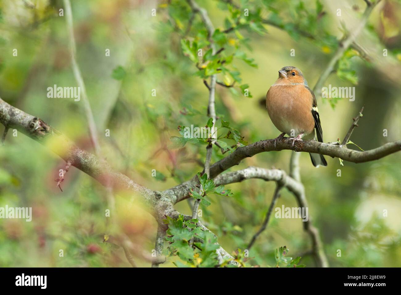 Gewöhnlicher Buchfink Fringilla coelebs, erwachsener Rüde, thront im Common Hawthorn Crataegus monogyna, Langford Lakes, Wiltshire, Großbritannien, November Stockfoto