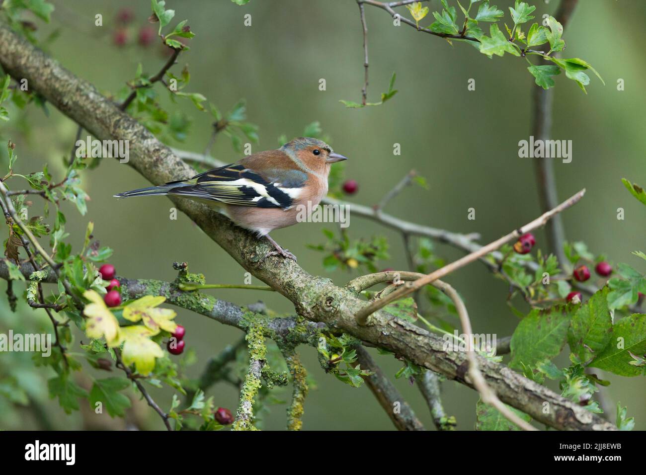 Gewöhnlicher Buchfink Fringilla coelebs, erwachsener Rüde, thront im Common Hawthorn Crataegus monogyna, Langford Lakes, Wiltshire, Großbritannien, November Stockfoto