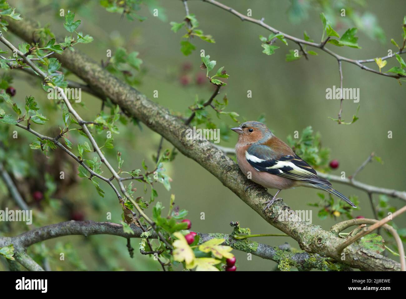 Gewöhnlicher Buchfink Fringilla coelebs, erwachsener Rüde, thront im Common Hawthorn Crataegus monogyna, Langford Lakes, Wiltshire, Großbritannien, November Stockfoto