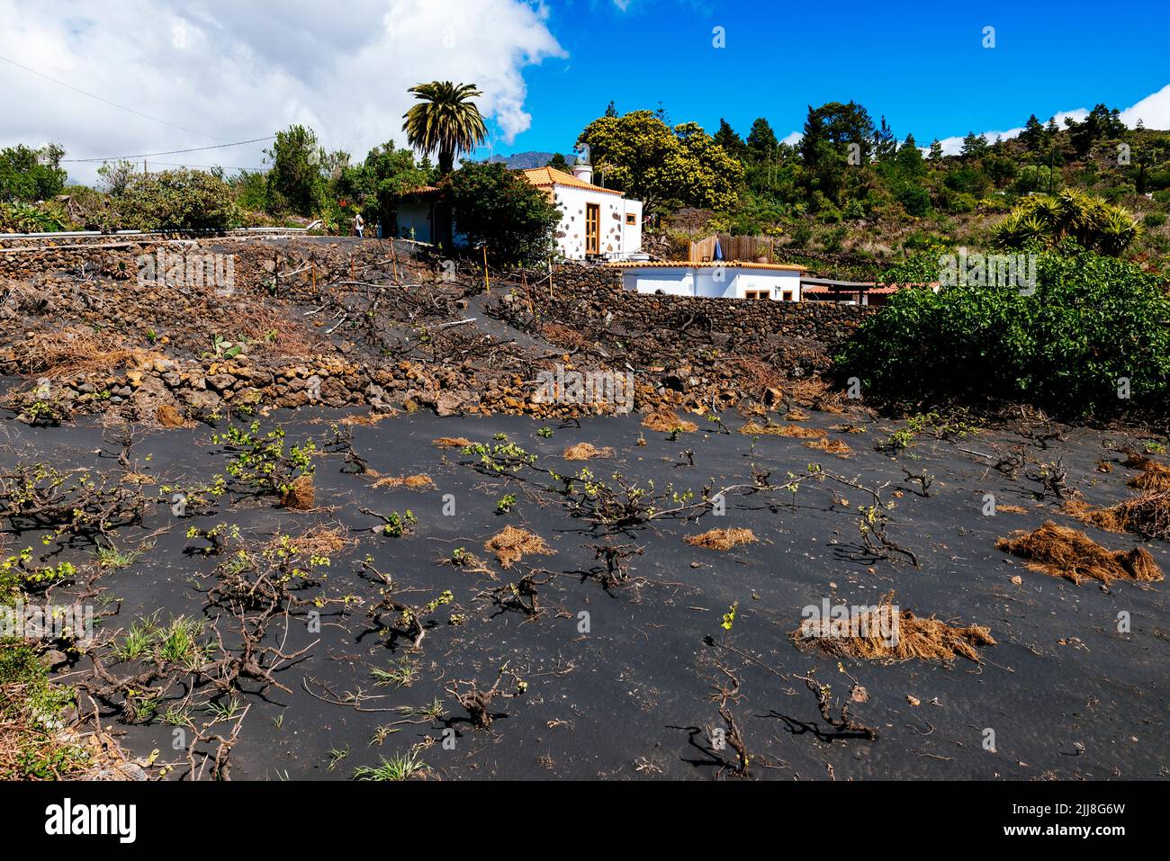 Weinberg wurde von der Asche des Tajogaiten-Vulkans zerstört. El Paraiso, El Paso, La Palma, Kanarische Inseln, Spanien Stockfoto