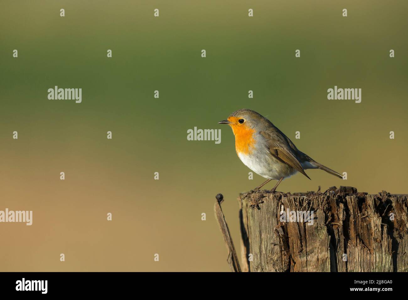 Europäischer Rotkehlchen Erithacus rubecula, auf dem Posten, Buckenham Marshes, Norfolk, Großbritannien, Dezember Stockfoto