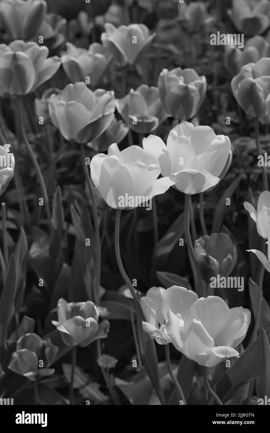 Schöne Frühlingszwiespel in voller Blüte, die im sonnigen Blumengarten in schwarz-weiß einfarbig wächst. Stockfoto