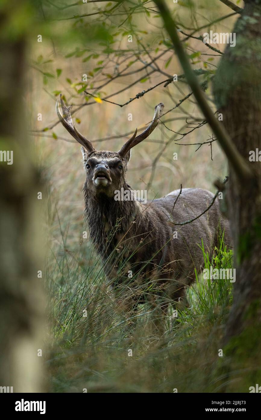Sika-Hirsch Cervus nippon, erwachsener Rüde, im Waldgebiet, Naturschutzgebiet Arne RSPB, Dorset, Großbritannien, September Stockfoto