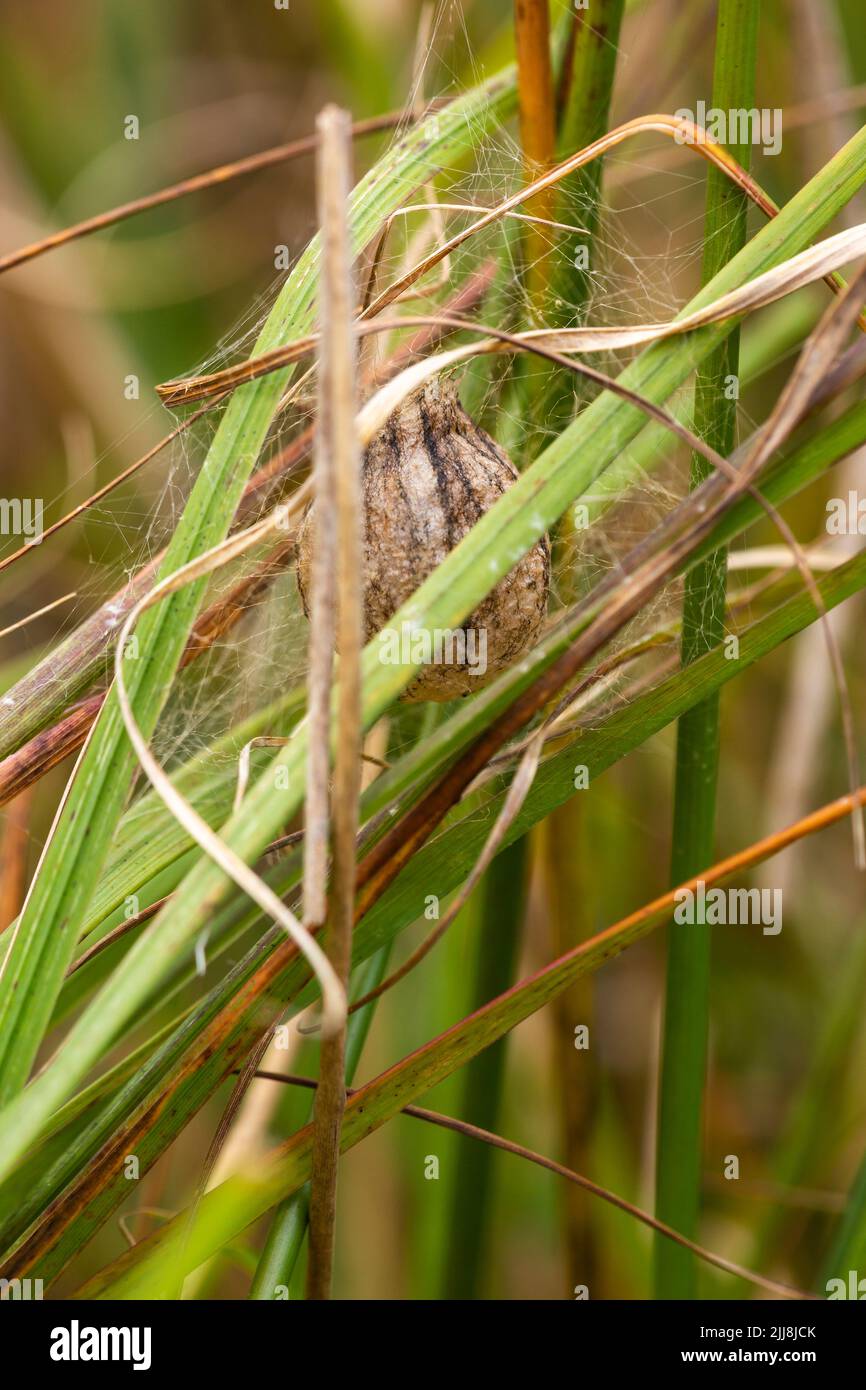 Wespenspinne Argiope bruennichi, Eiersack unter Gräsern, Arne RSPB Reserve, Dorset, Großbritannien, September Stockfoto